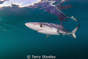 'Blue without you.' Blue sharks off the coast of Cornwall.
 by Terry Steeley 